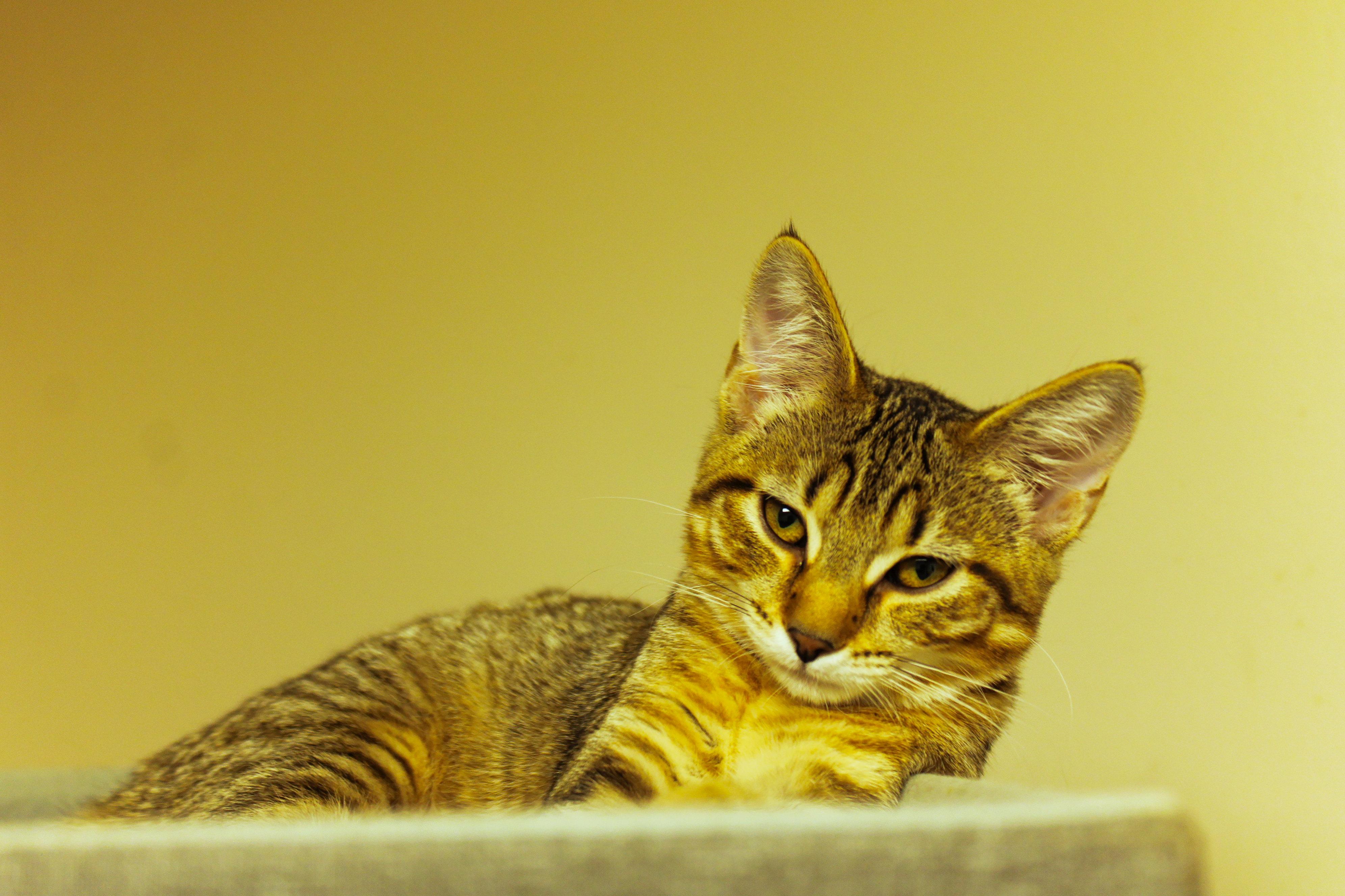 Enlarge Chevelle, a Adoptable Domestic Short Hair in Urbana, OH image 3/6