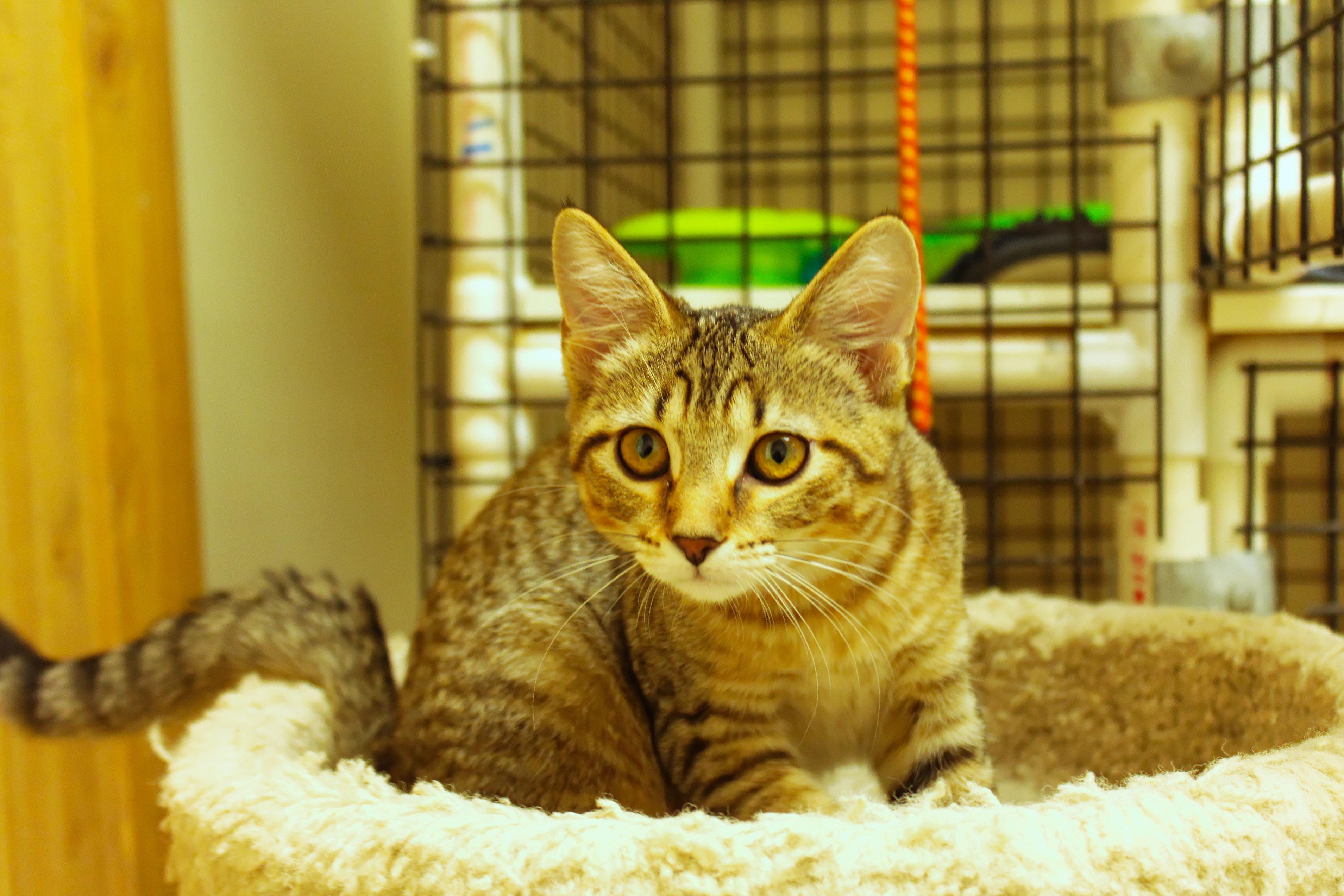 Enlarge Chevelle, a Adoptable Domestic Short Hair in Urbana, OH image 2/6