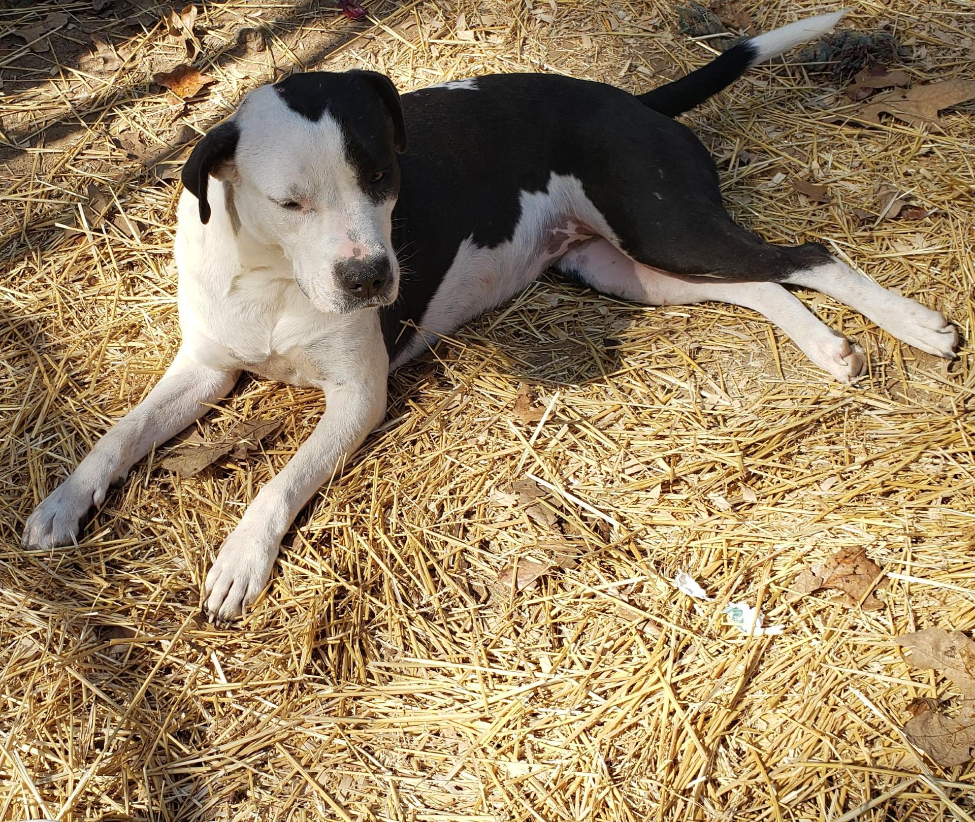 Oreo, ADOPTABLE, Young Male Pit Bull Terrier.
