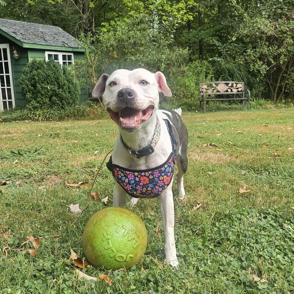 Dolly, Adoptable, Adult Female Mixed Breed.
