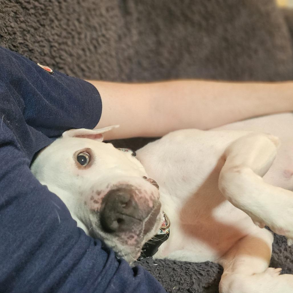 Enlarge Dolly, a Adoptable Mixed Breed in Winston-Salem, NC image 2/6