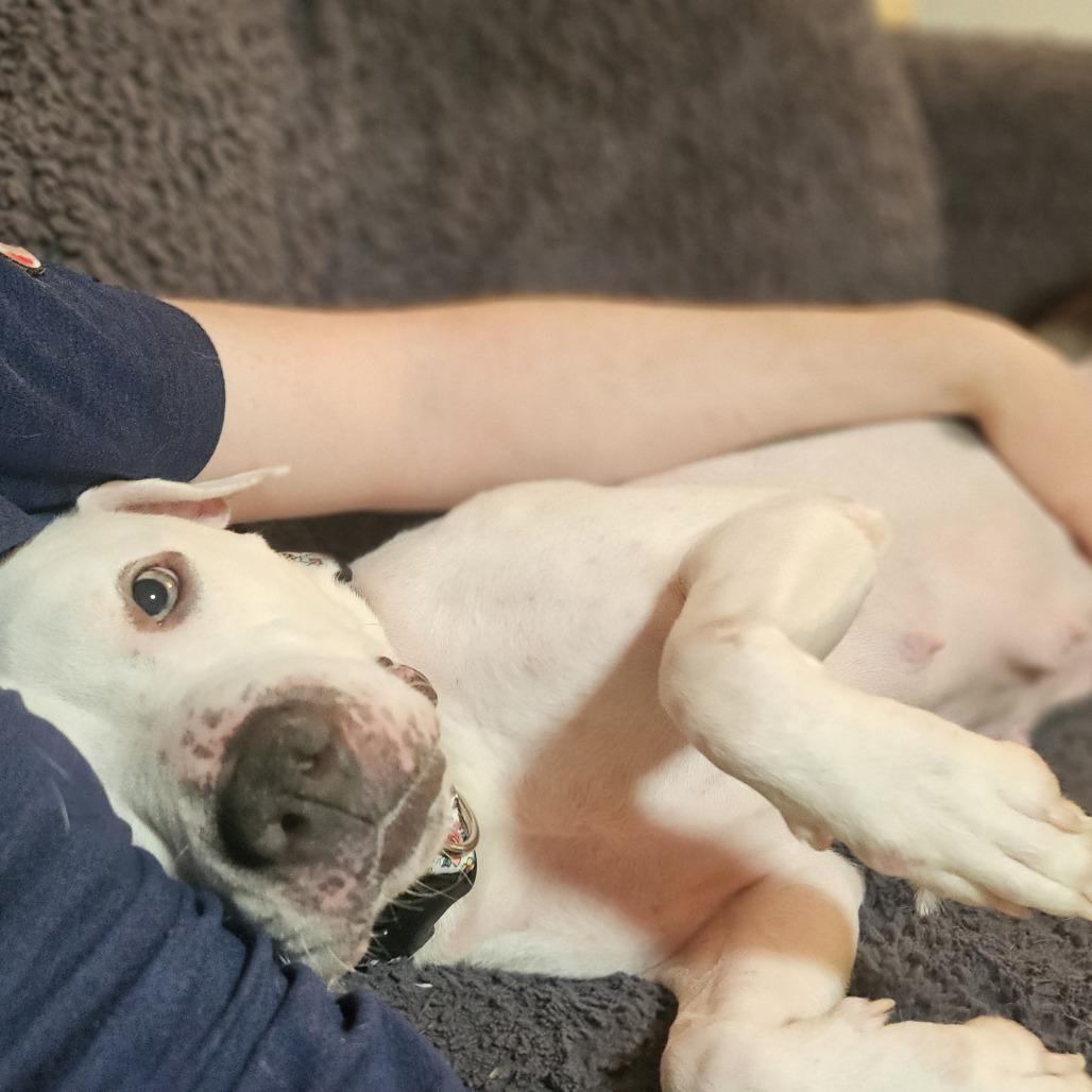 Enlarge Dolly, a Adoptable Mixed Breed in Winston-Salem, NC image 3/6