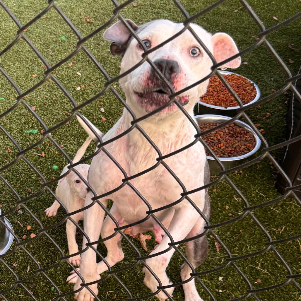 Enlarge Dolly, a Adoptable Mixed Breed in Winston-Salem, NC image 4/6