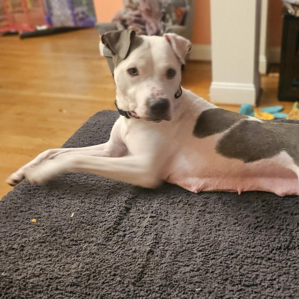 Enlarge Dolly, a Adoptable Mixed Breed in Winston-Salem, NC image 6/6