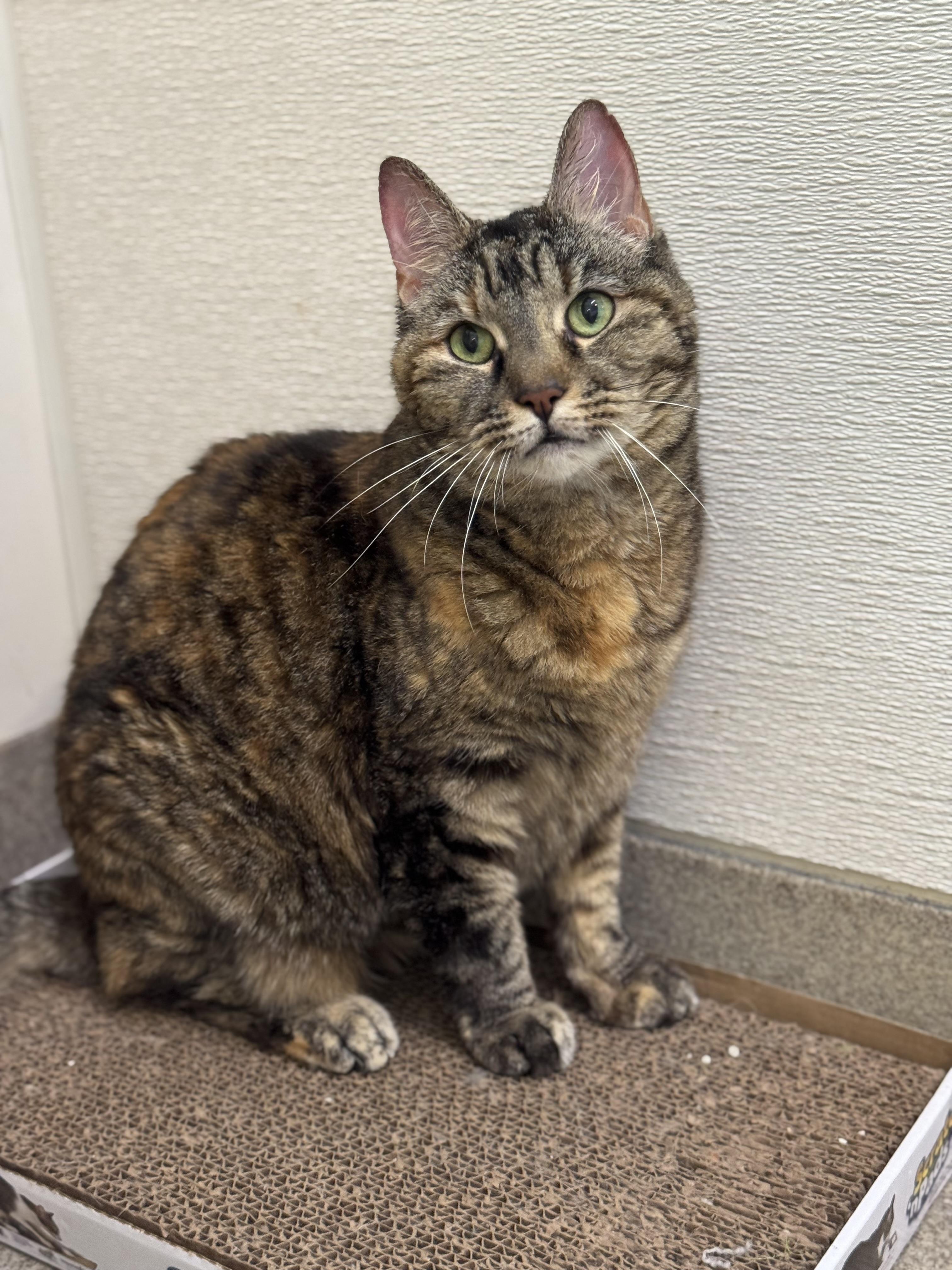 Livy, Adult Female unknown
