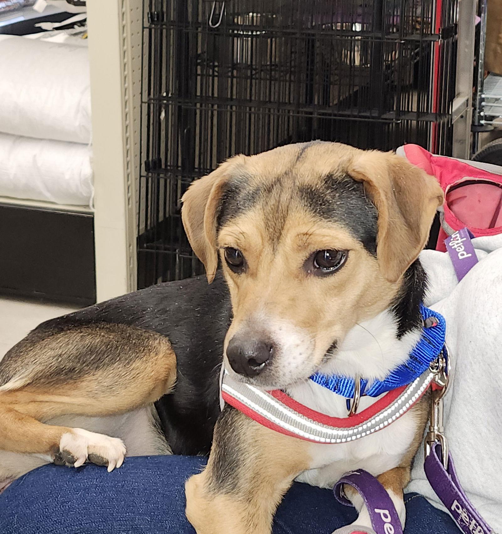 Mouse, Adoptable, Adult Female Beagle.