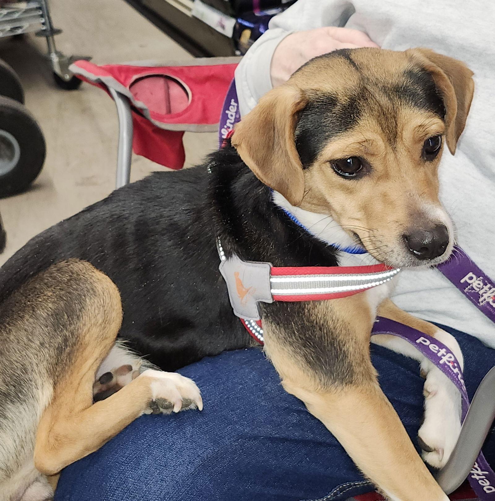 Enlarge Mouse, a Adoptable Beagle in Arlington, VA image 2/2