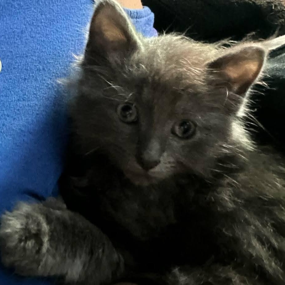 Enlarge Fern, an adopted Domestic Long Hair in Southgate, MI image 2/5