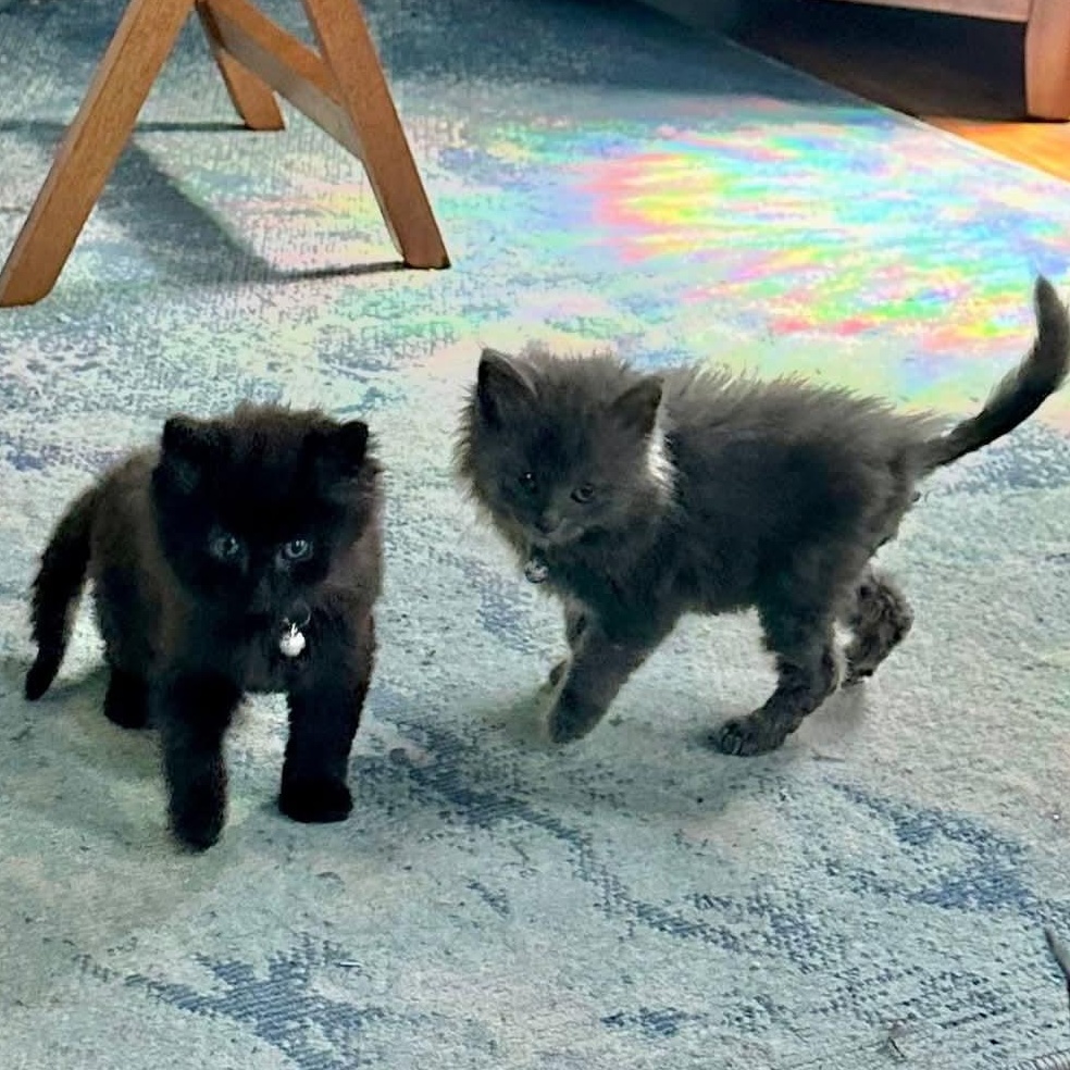 Enlarge Fern, an adopted Domestic Long Hair in Southgate, MI image 4/5