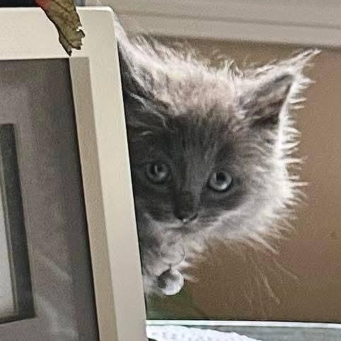 Enlarge Fern, an adopted Domestic Long Hair in Southgate, MI image 5/5