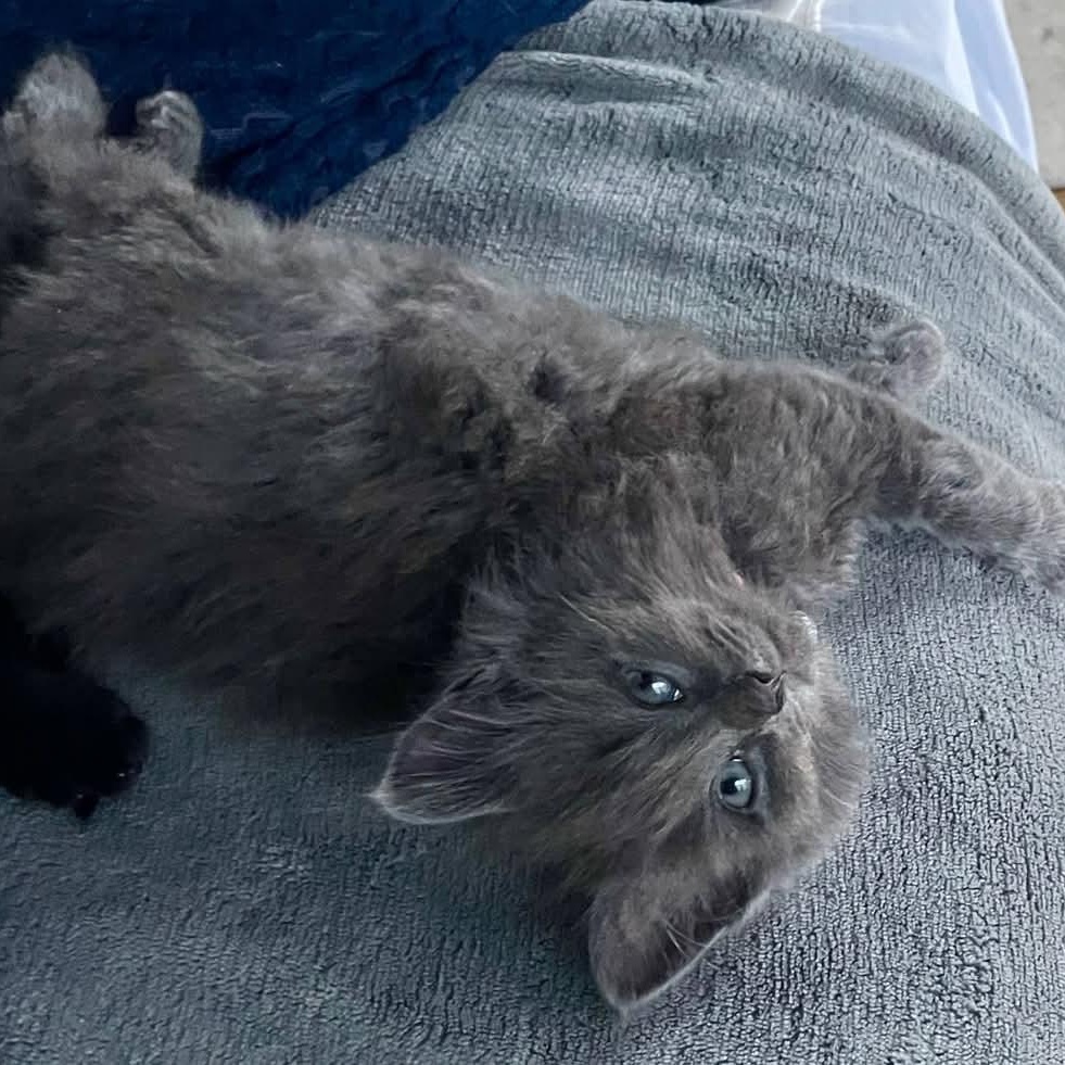 Enlarge Fern, an adopted Domestic Long Hair in Southgate, MI image 1/5