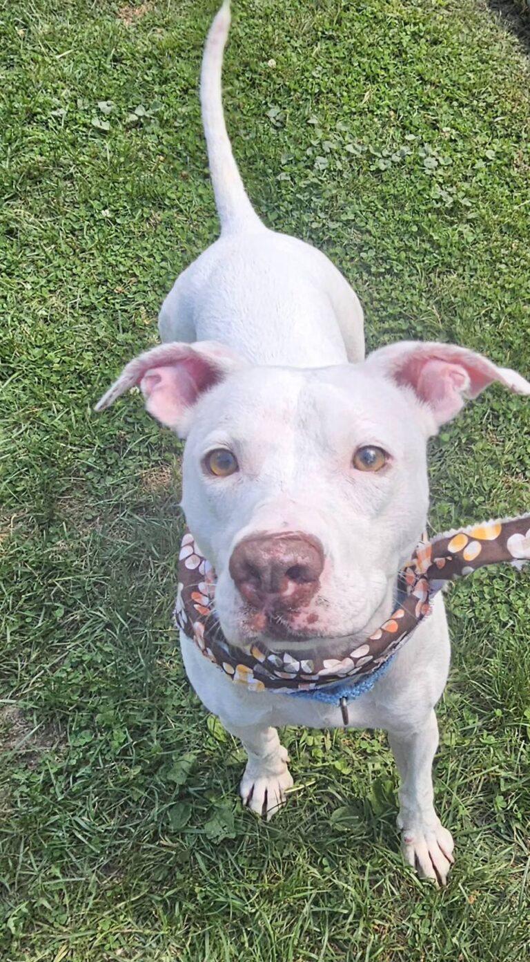 Enlarge Lizzie*IN FOSTER*, a Adoptable mixed breed in New Castle, PA image 2/4