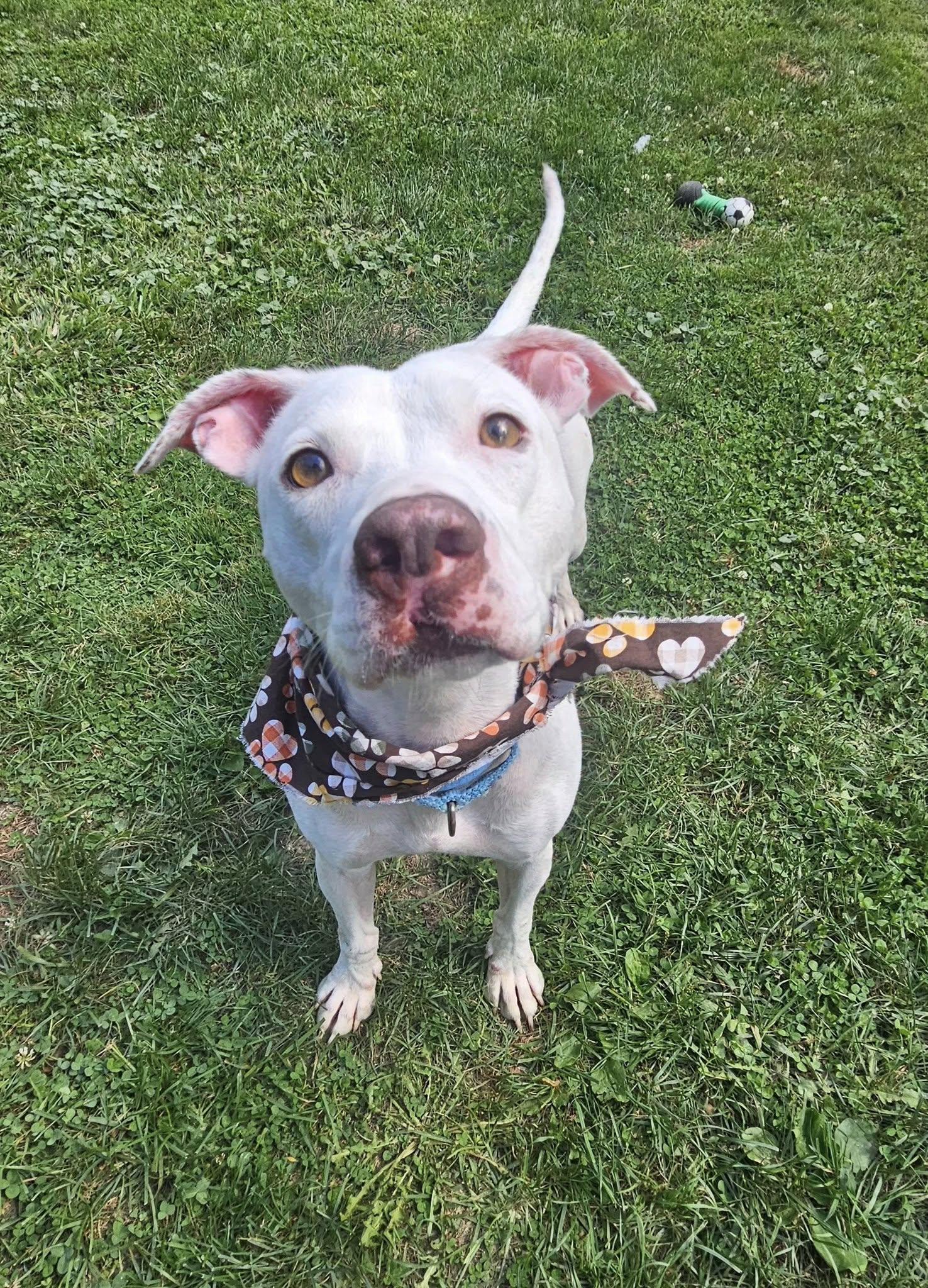 Enlarge Lizzie*IN FOSTER*, a Adoptable mixed breed in New Castle, PA image 3/4