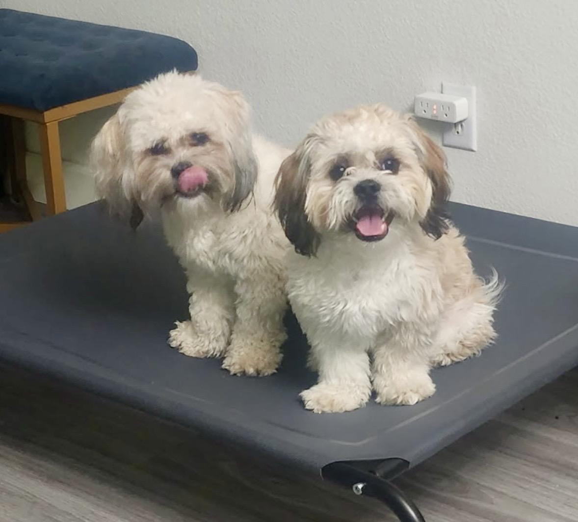 Enlarge Roxy and Jackson , a ADOPTABLE Shih Tzu in Surrey, BC image 1/5