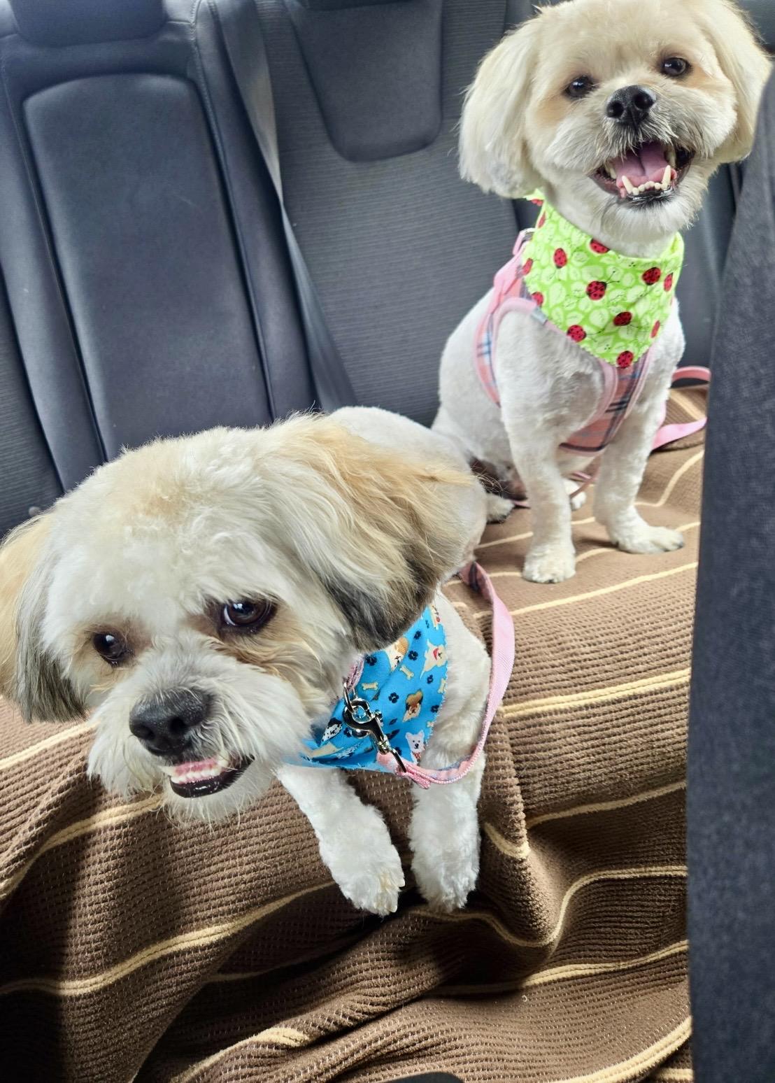 Enlarge Roxy and Jackson , a ADOPTABLE Shih Tzu in Surrey, BC image 2/5