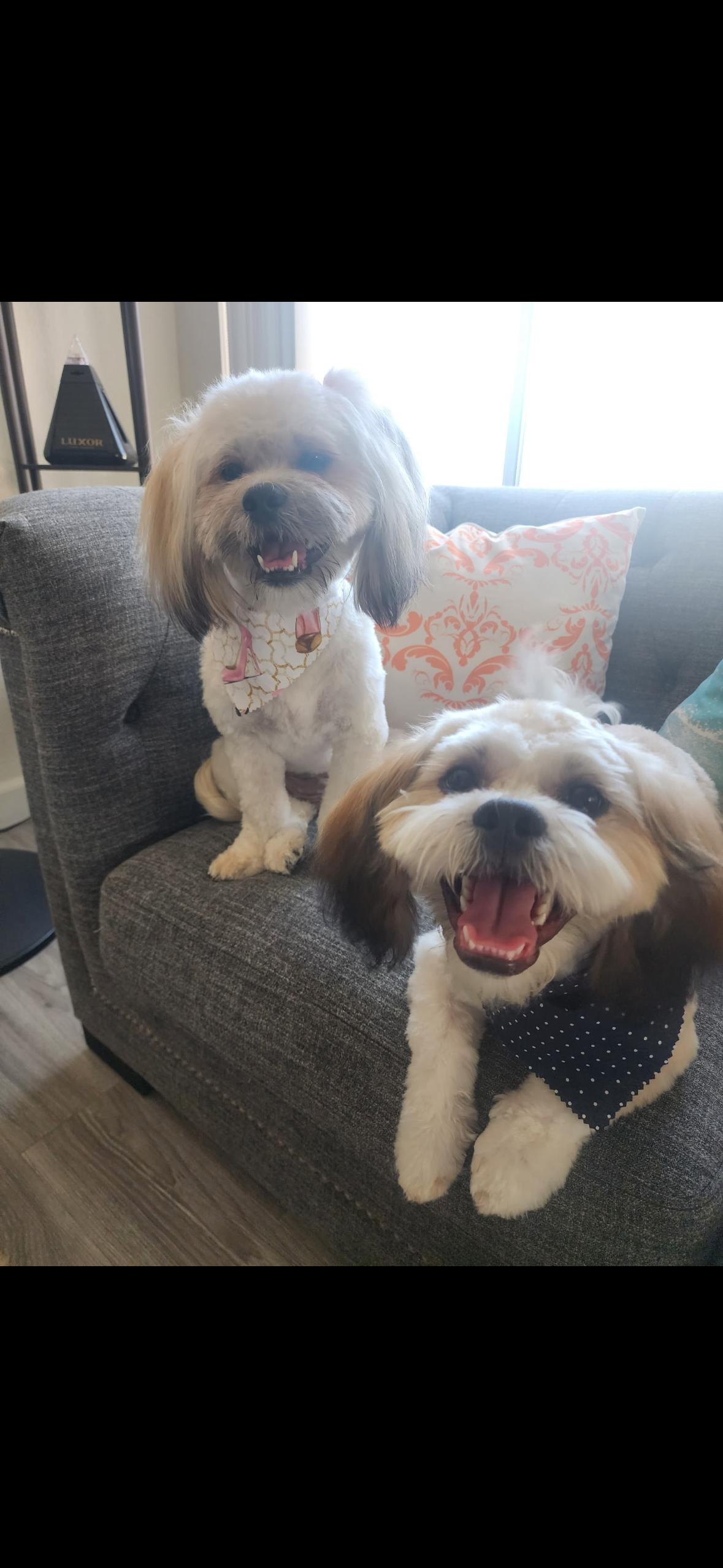 Enlarge Roxy and Jackson , a ADOPTABLE Shih Tzu in Surrey, BC image 5/5