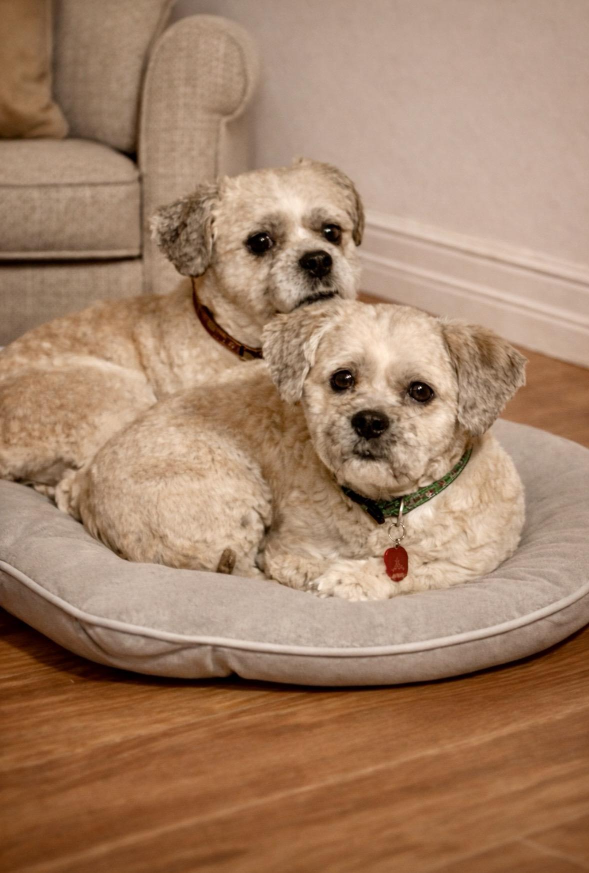 Enlarge Roxy and Jackson , a ADOPTABLE Shih Tzu in Surrey, BC image 3/5