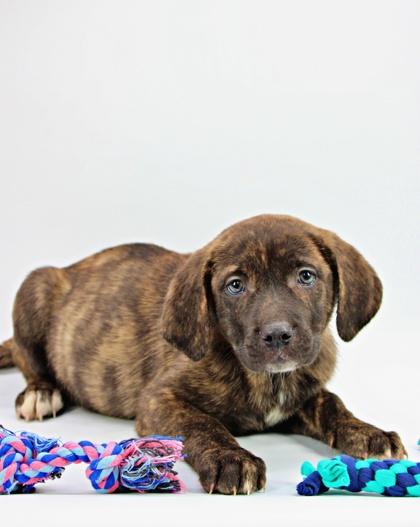 Greggie — thumbnail 2