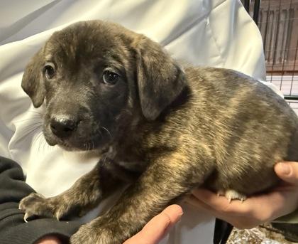 Greggie — thumbnail 3