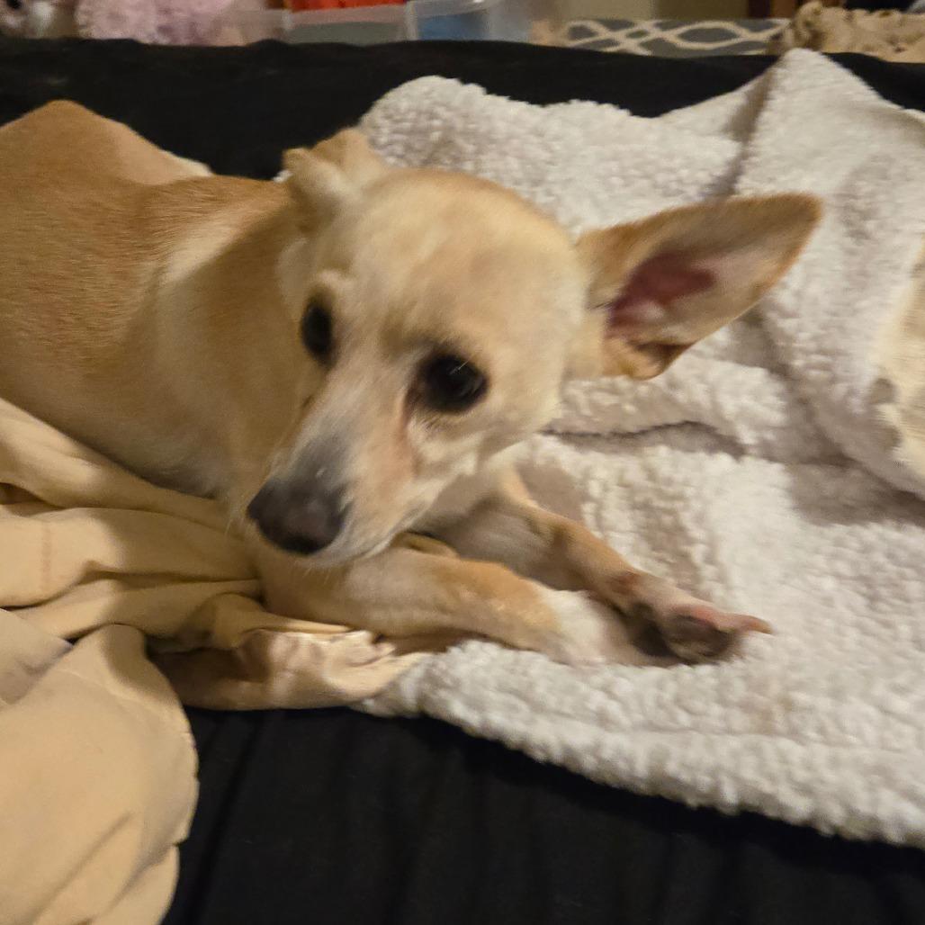 Noodles, Adoptable, Young Female Chihuahua & Dachshund.