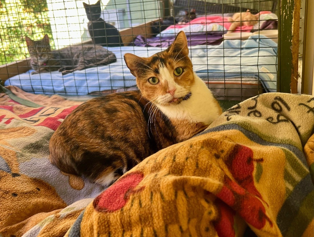 Skittles, an adoptable Domestic Short Hair in Pottsville, PA_image-1