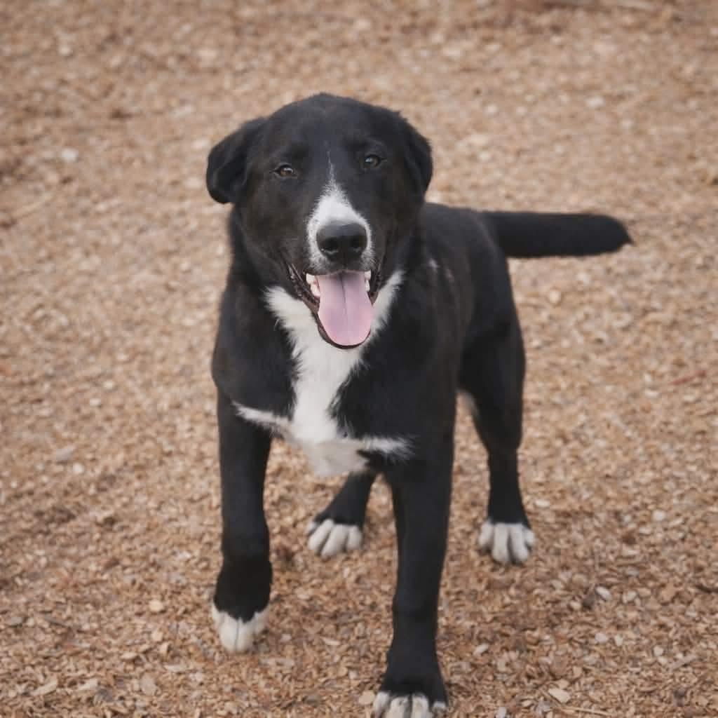 Apollo Alexander , Adoptable, Young Male Border Collie & Feist.