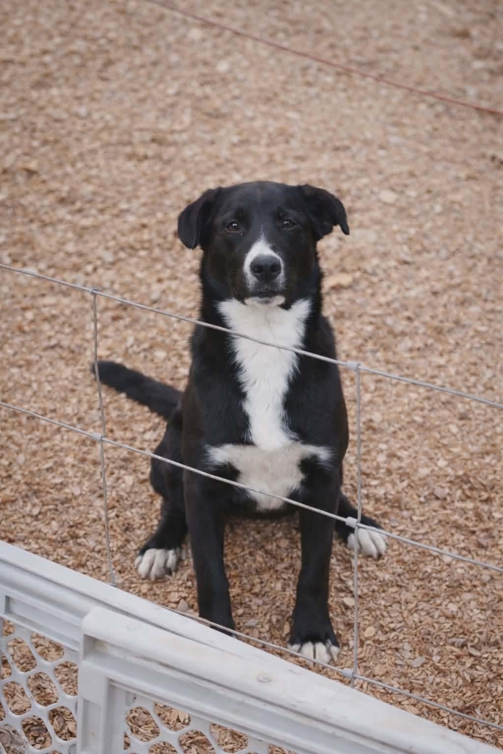 Enlarge Apollo Alexander , a Adoptable mixed breed in East Dundee , IL image 2/2