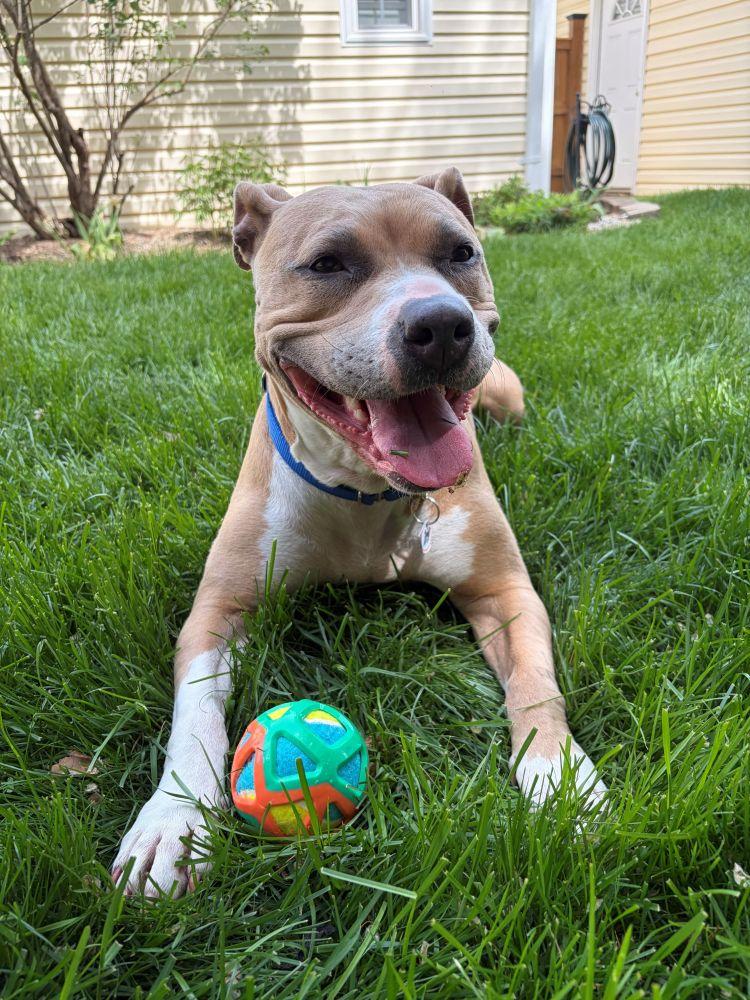 Billie Jean, Adoptable, Adult Female Mixed Breed.