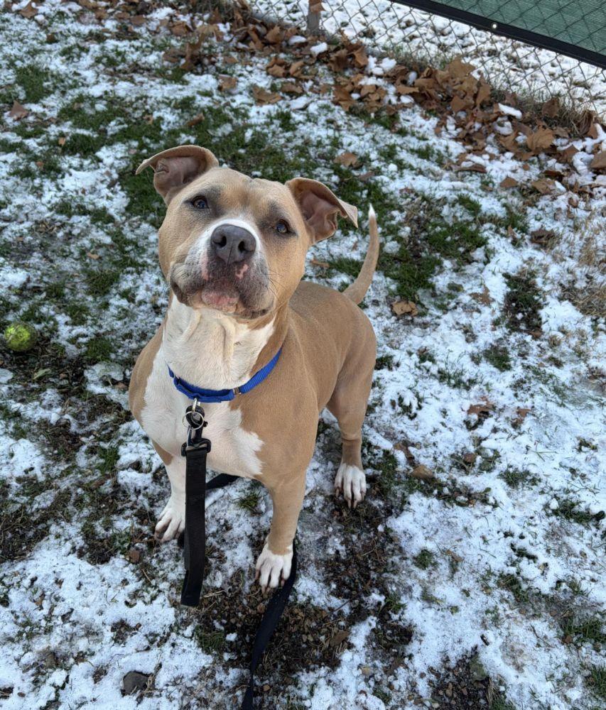 Enlarge Billie Jean, a Adoptable Mixed Breed in Alexandria, VA image 1/3