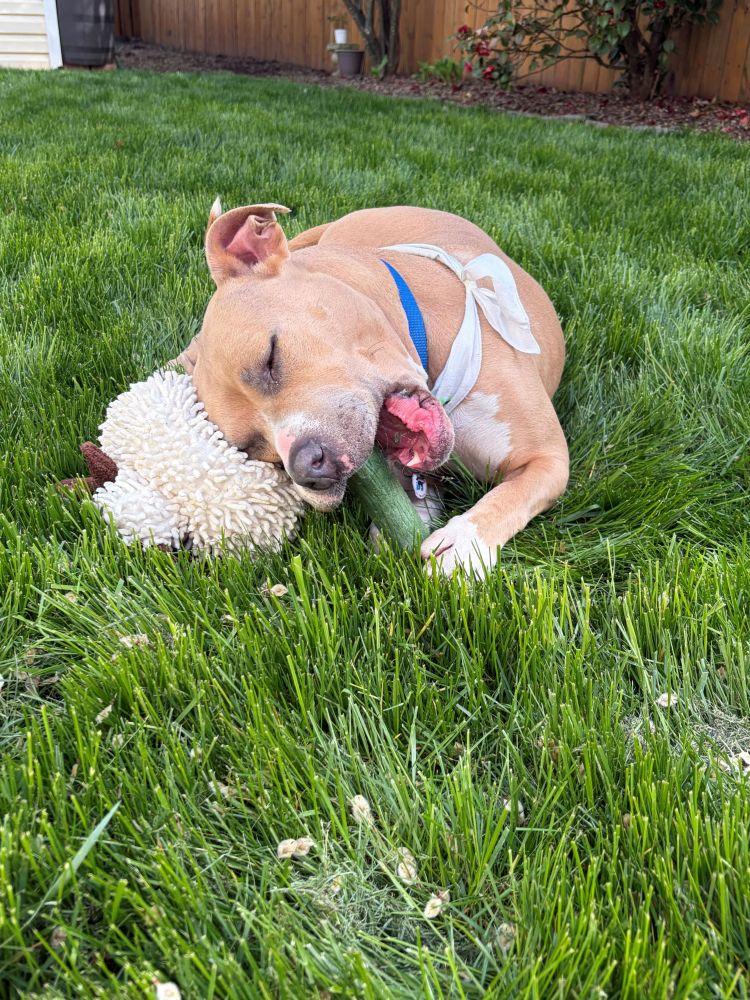 Enlarge Billie Jean, a Adoptable Mixed Breed in Alexandria, VA image 3/4