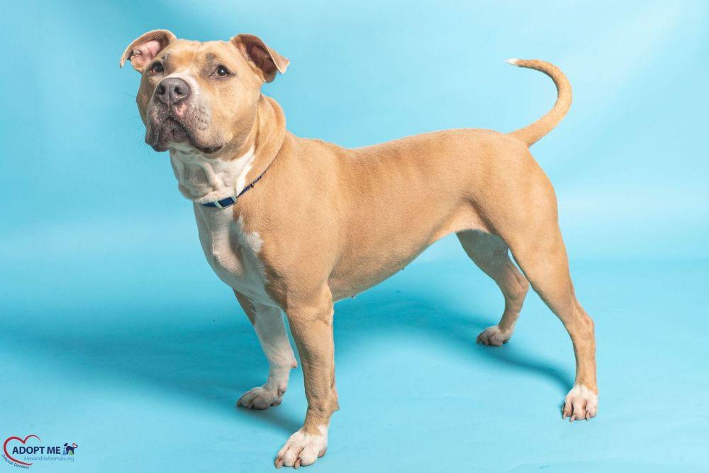 Enlarge Billie Jean, a Adoptable Mixed Breed in Alexandria, VA image 2/3