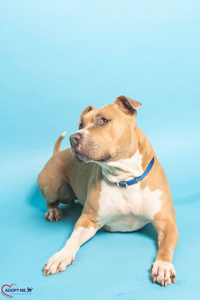 Enlarge Billie Jean, a Adoptable Mixed Breed in Alexandria, VA image 3/3