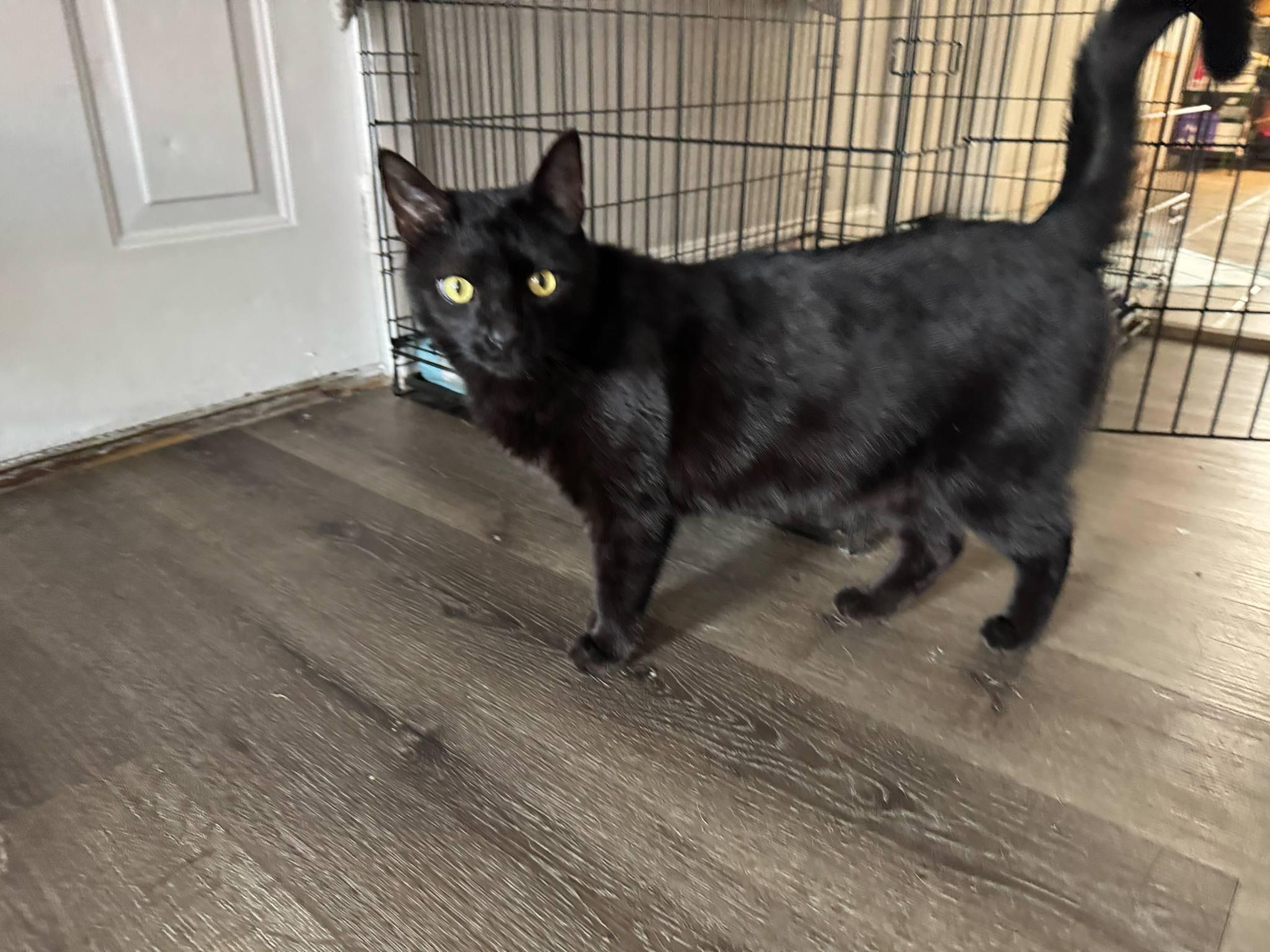 Enlarge William and Keanu, an adoptable Domestic Short Hair in Troy, NY image 2/5