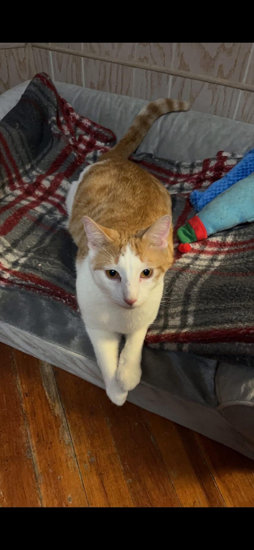 Enlarge William and Keanu, an adoptable Domestic Short Hair in Troy, NY image 4/5