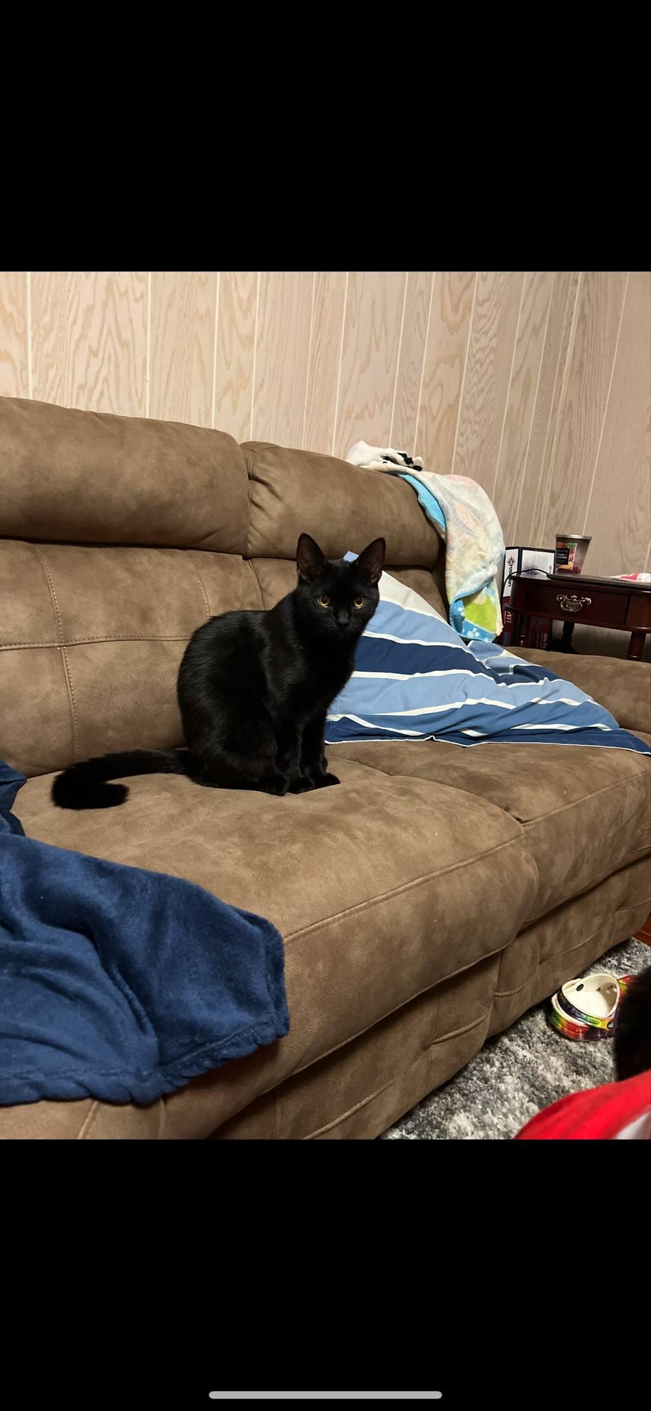 Enlarge William and Keanu, an adoptable Domestic Short Hair in Troy, NY image 5/5