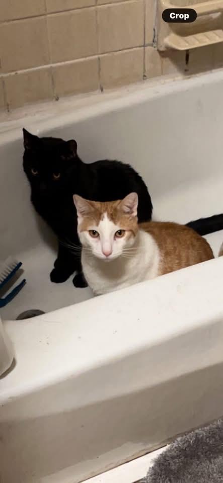 William and Keanu, adoptable, Adult Male Domestic Short Hair.