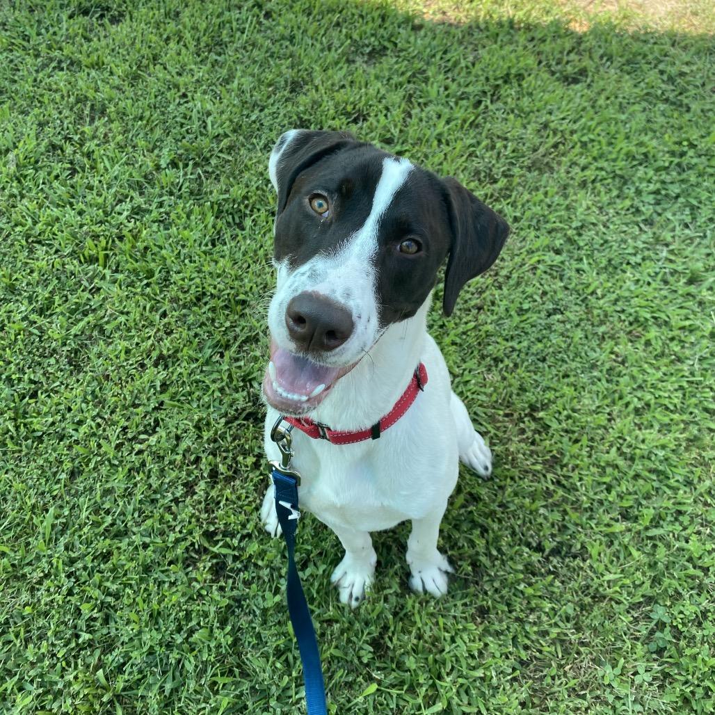 Klondike, a Adoptable Mixed Breed in Fredericksburg, VA image 2/6