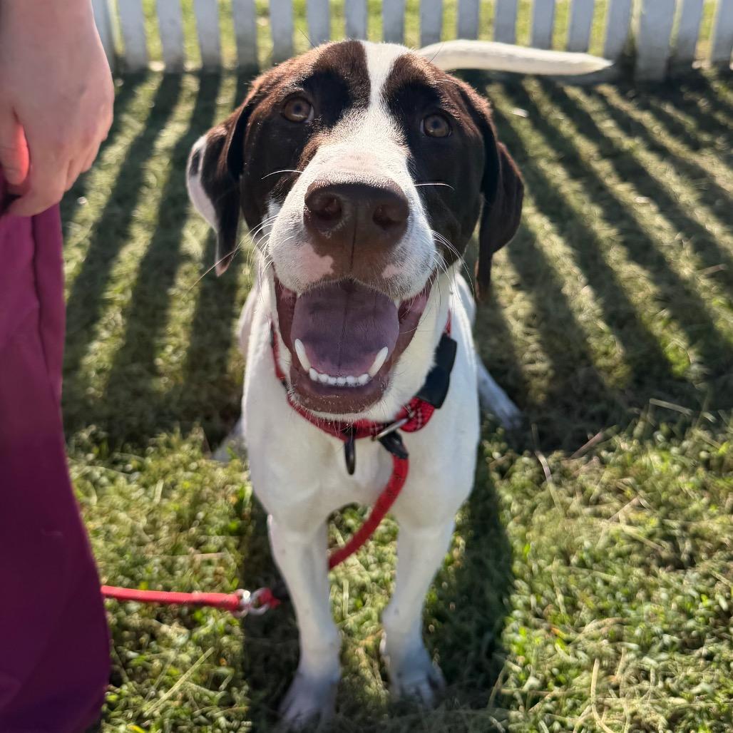 Klondike, a Adoptable Mixed Breed in Fredericksburg, VA image 3/6