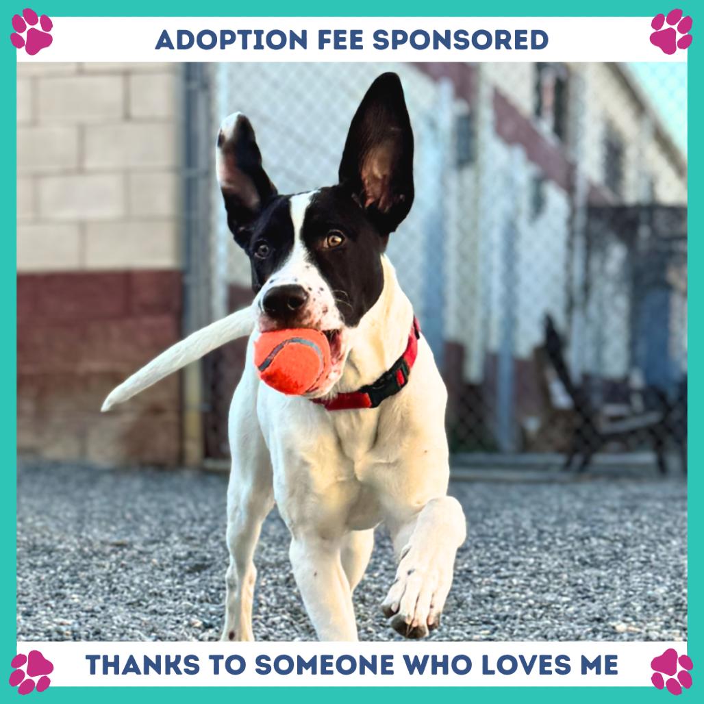 Klondike, a Adoptable Mixed Breed in Fredericksburg, VA image 4/6