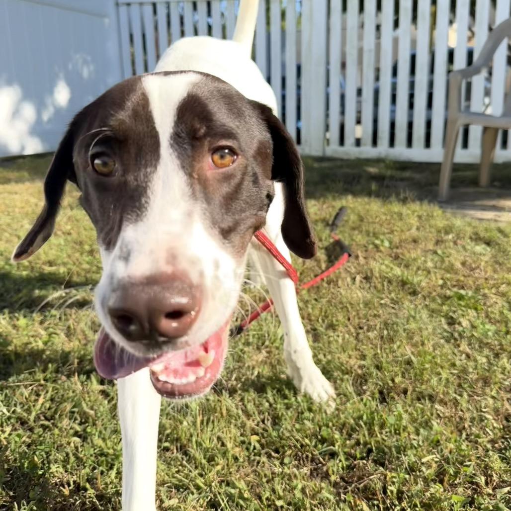 Klondike, a Adoptable Mixed Breed in Fredericksburg, VA image 5/6