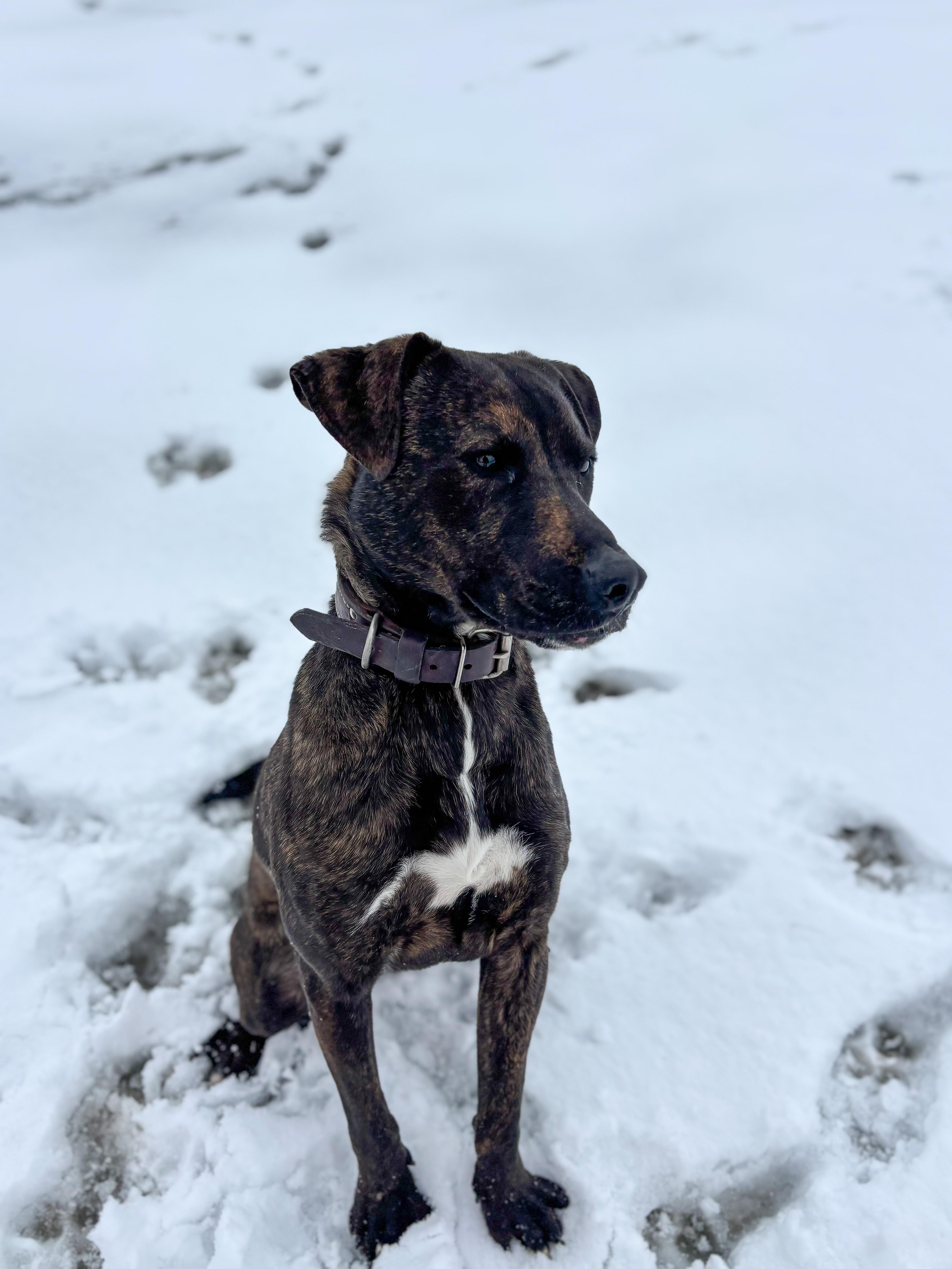 Enlarge Carter, a Adoptable mixed breed in Dallas, TX image 1/2