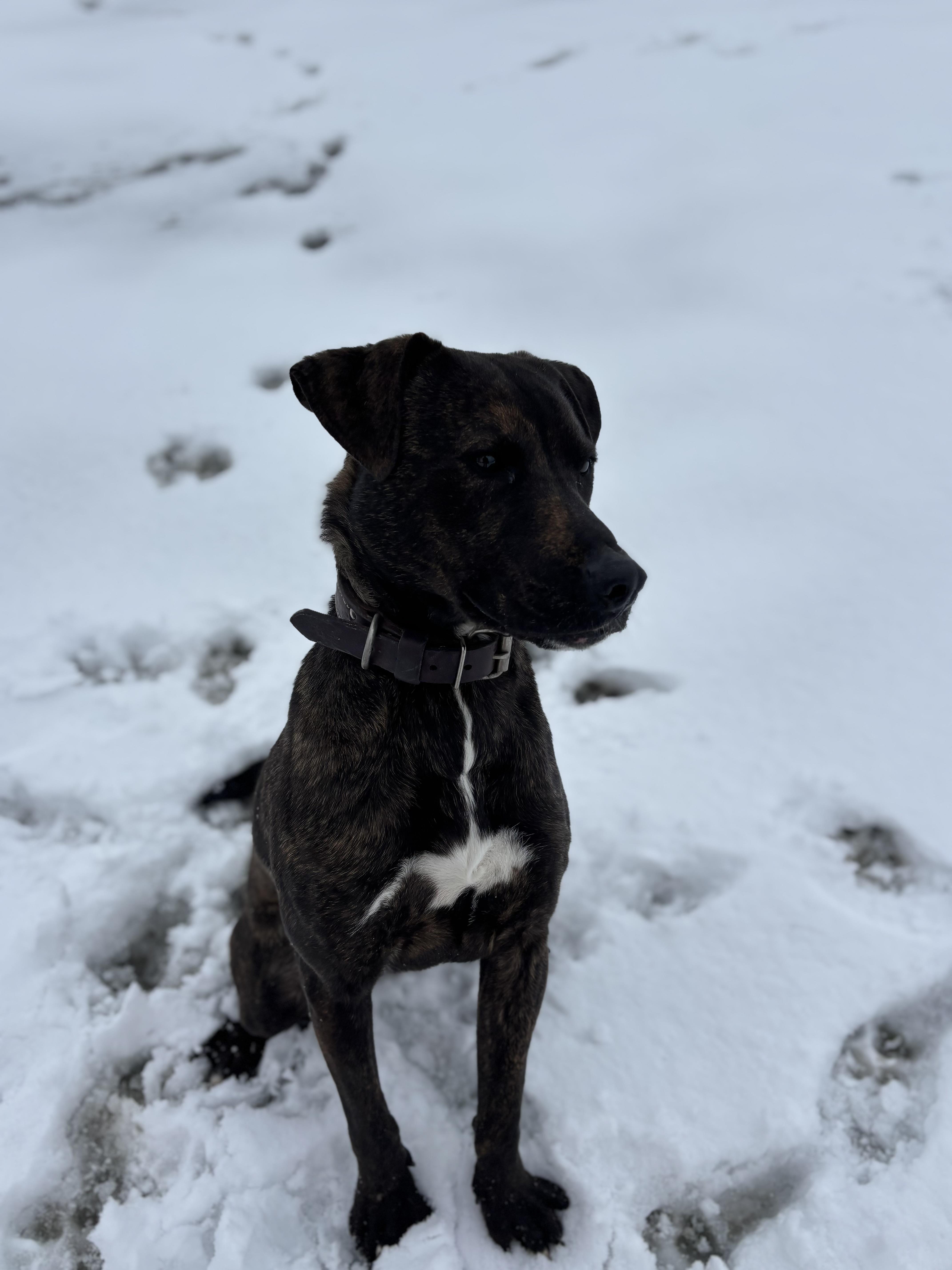 Enlarge Carter, a Adoptable mixed breed in Dallas, TX image 2/2