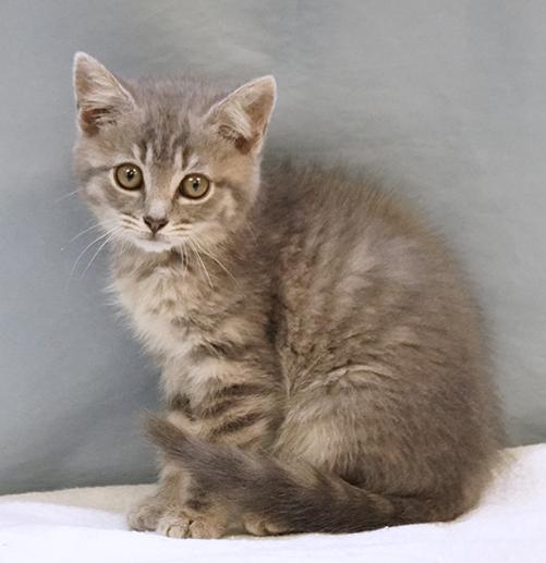 Maisie, Adoptable, Kitten Female Domestic Short Hair.