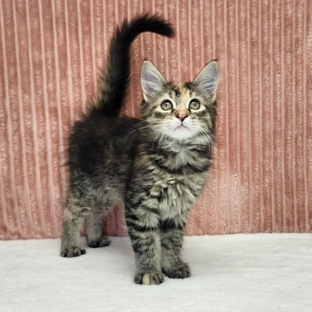 Enlarge Del, a Adopted Domestic Long Hair in Benld, IL image 1/1