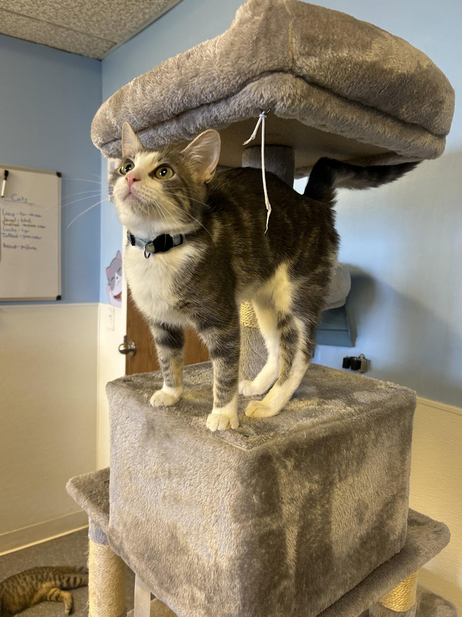 Snotlout, Adoptable, Kitten Male Domestic Short Hair.