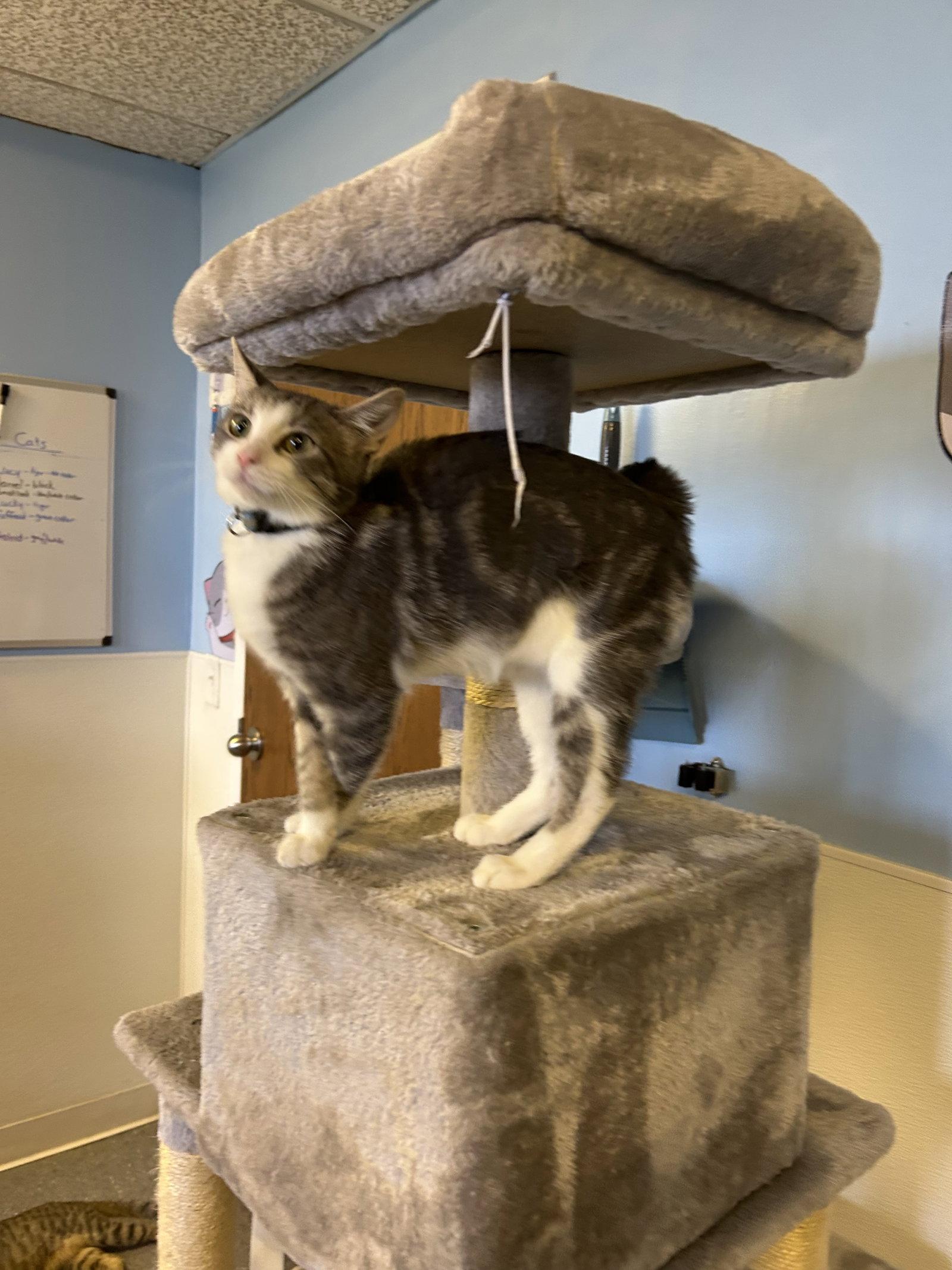 Enlarge Snotlout, a Adoptable Domestic Short Hair in Steeleville, IL image 2/3