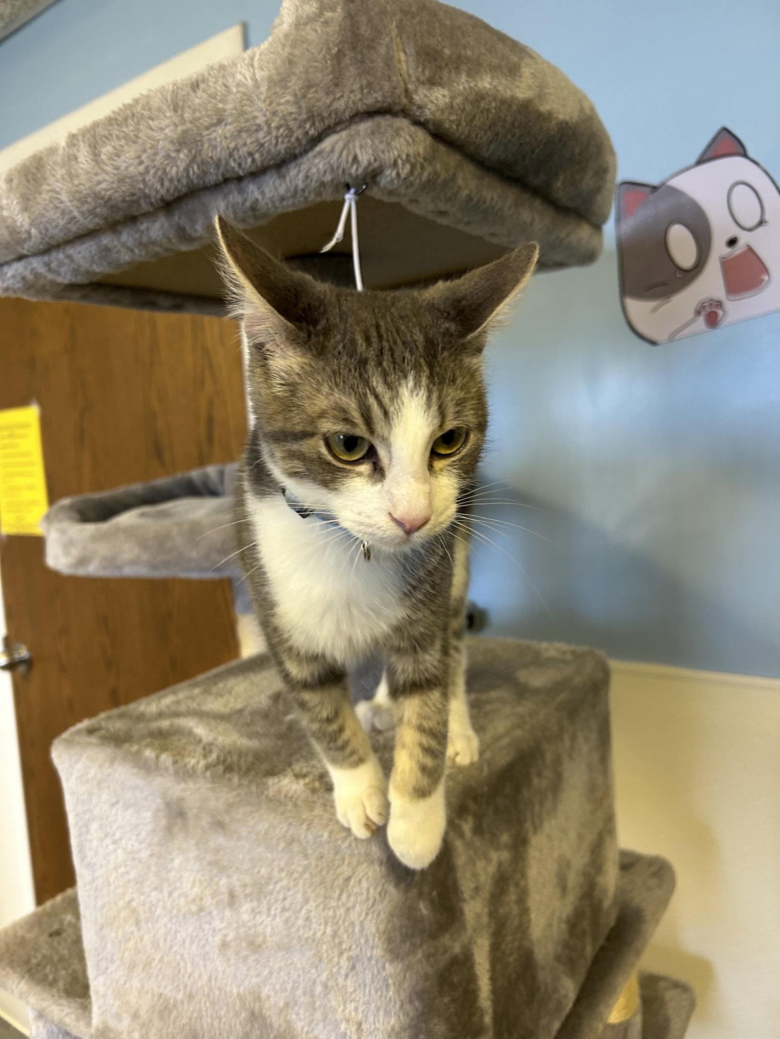 Enlarge Snotlout, a Adoptable Domestic Short Hair in Steeleville, IL image 3/3