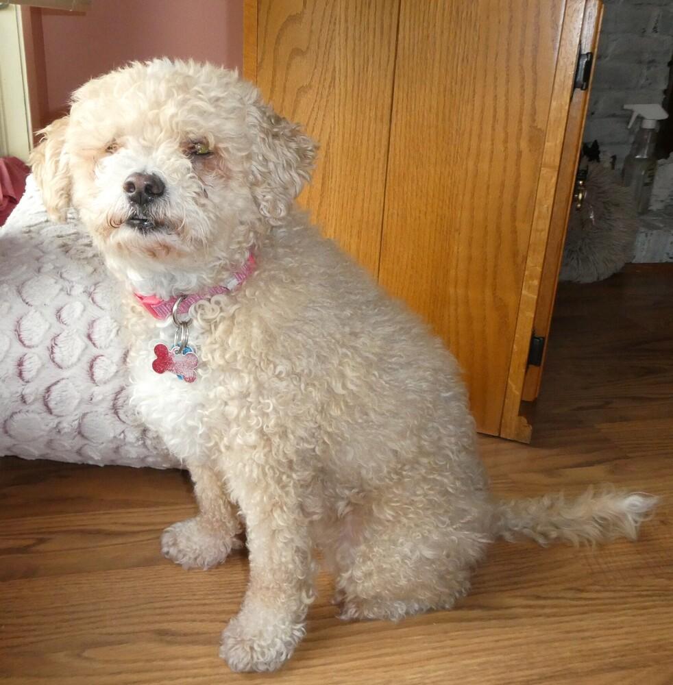 Enlarge Poodle Mix -  Karmie, a Adoptable mixed breed in Omaha, NE image 1/6