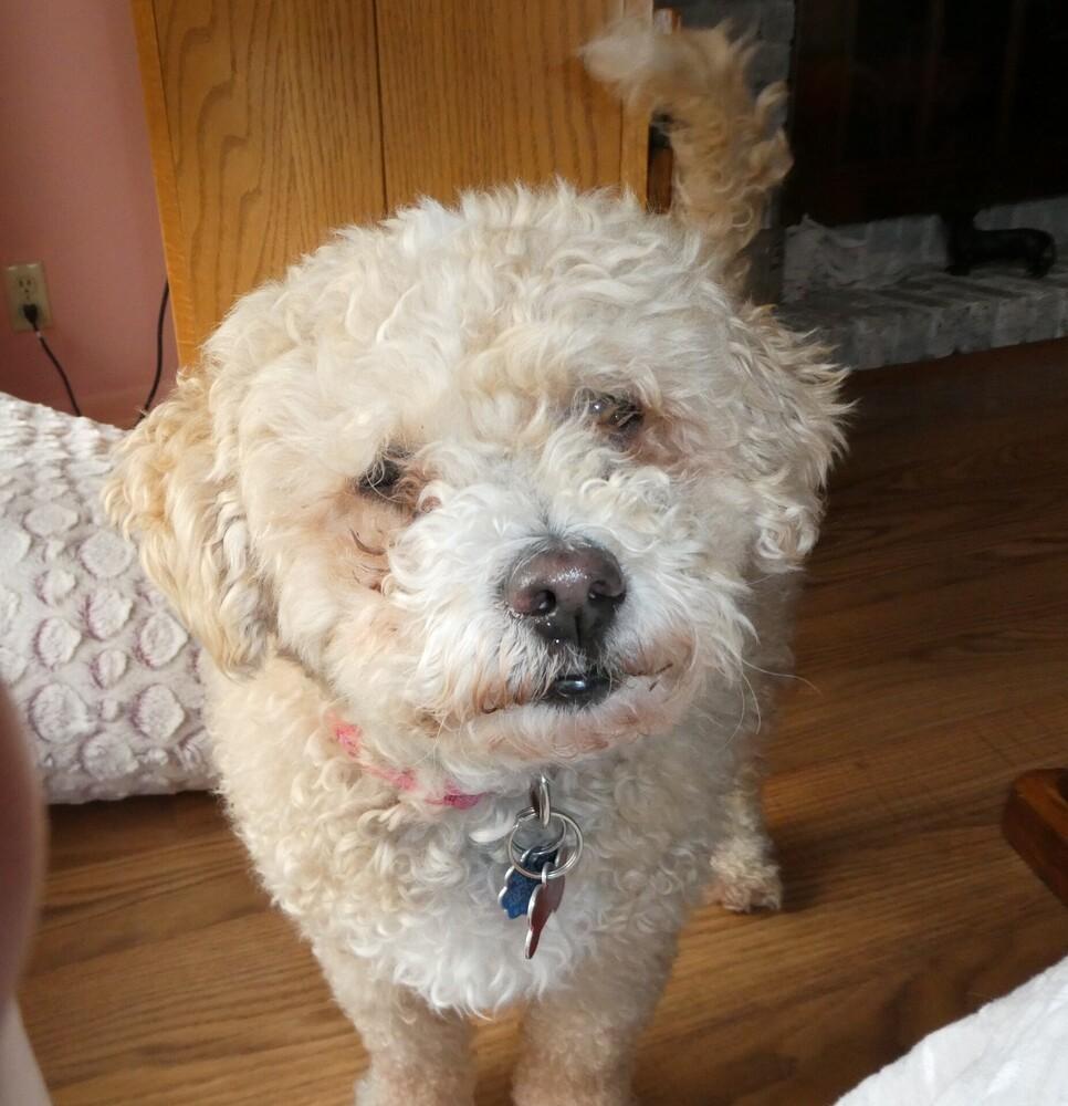 Enlarge Poodle Mix -  Karmie, a Adoptable mixed breed in Omaha, NE image 3/6