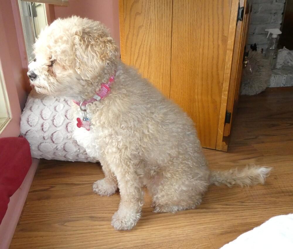 Enlarge Poodle Mix -  Karmie, a Adoptable mixed breed in Omaha, NE image 4/6